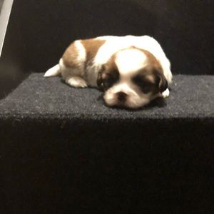 Meet your Posher, Ivan